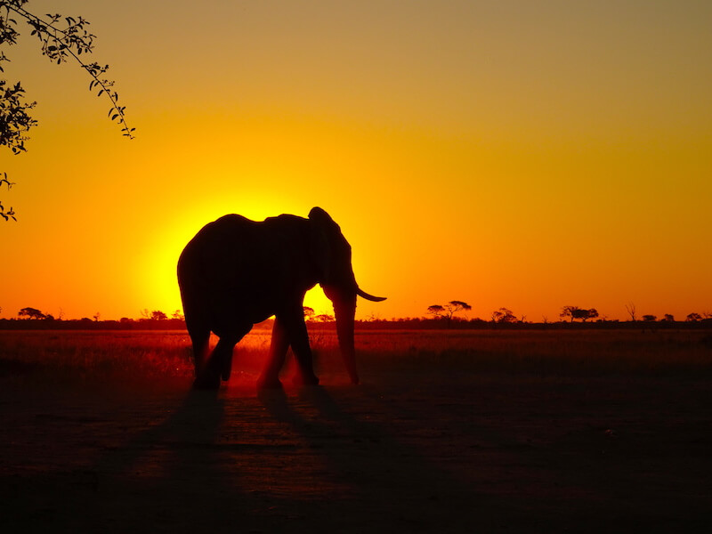 viaggio di gruppo nella natura viaggio di gruppo in africa viaggi di gruppo safari di gruppo avvistamento elefante al tramonto