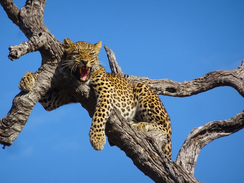 Viaggio di gruppo nella natura viaggio di gruppo in africa viaggio di gruppo safari avvistamento leopardo