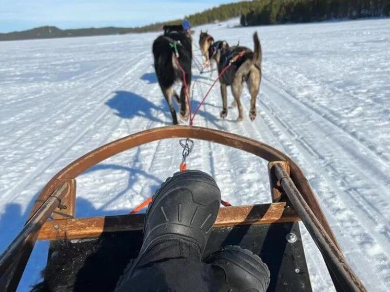 cani da slitta su lago ghiacciato in lapponia husky