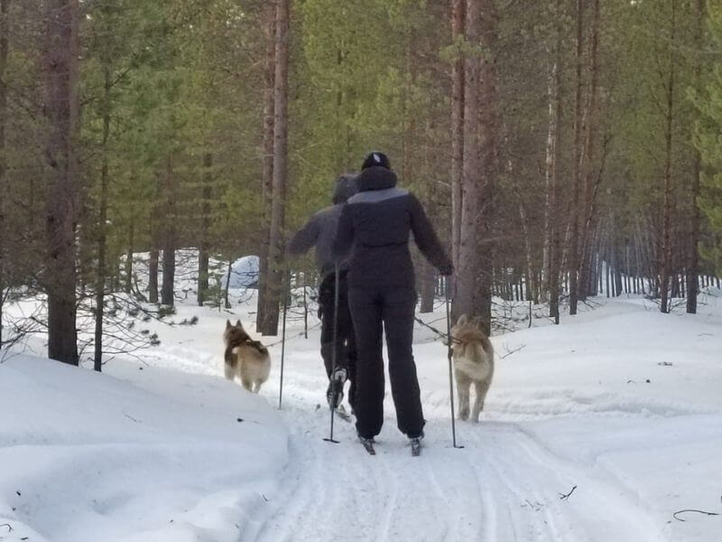 sci da fondo in lapponia nel bosco finlandia
