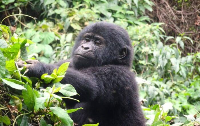 gorilla di montagna uganda cucciolo