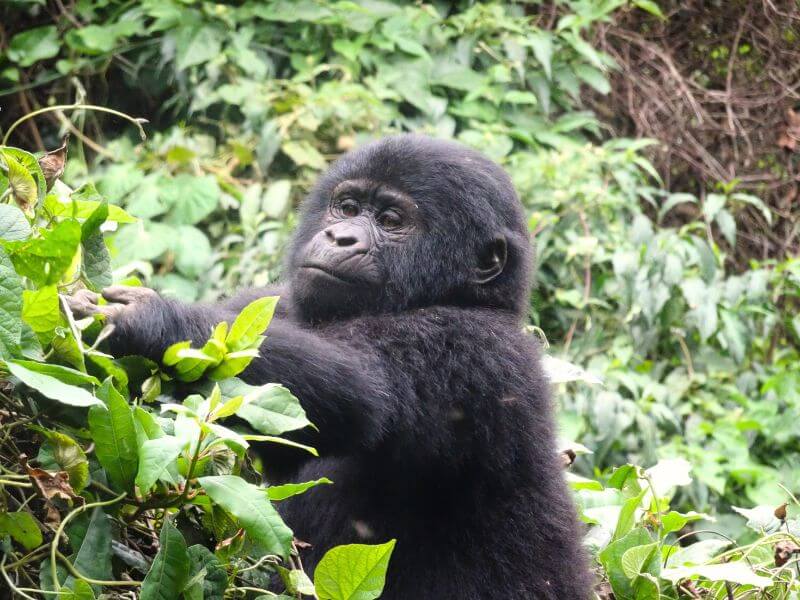 gorilla di montagna uganda cucciolo