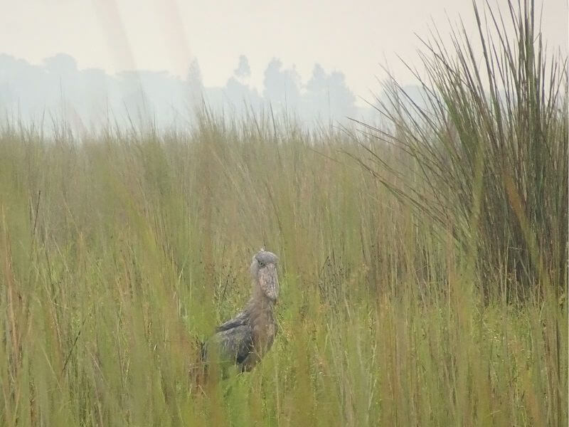 come organizzare viaggio safari africa che fare
