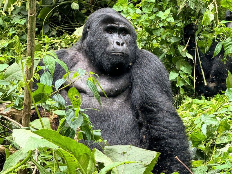 come organizzare viaggio safari africa che fare